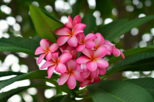 ハワイで愛される花 プルメリア Motif モチーフ