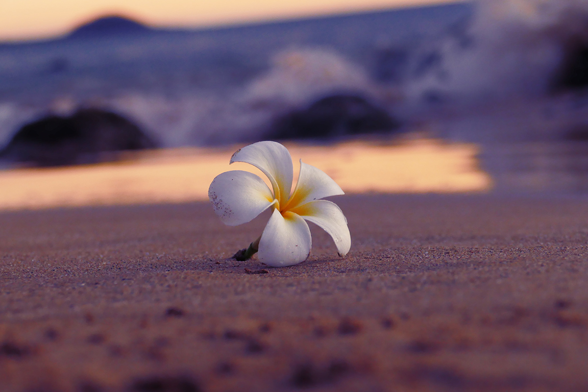 ハワイで愛される花「プルメリア」